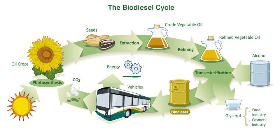 Imagenes de la biomasa 4