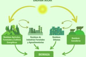 Imagenes de la biomasa 6
